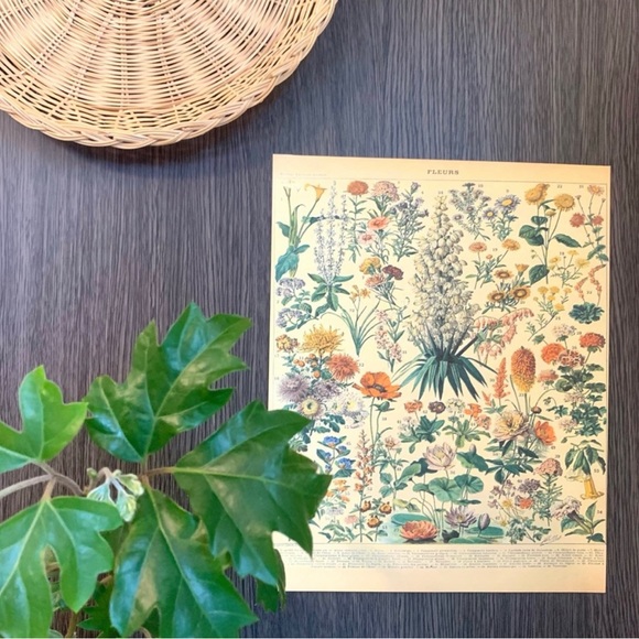 Vintage Scientific French "Fleurs" (Flowers) Floral Chart Print 8x10 4/5 - Picture 8 of 8